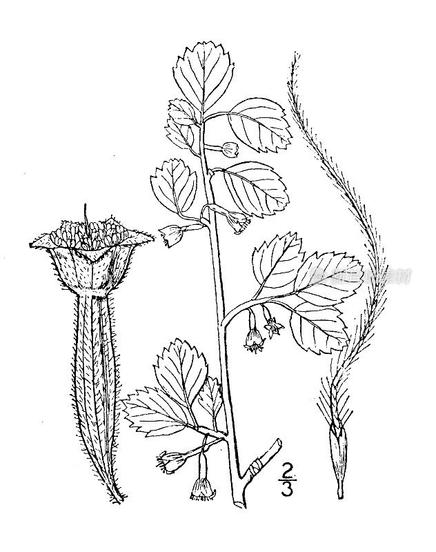 古植物学植物插图:小尾马尾，小叶马尾