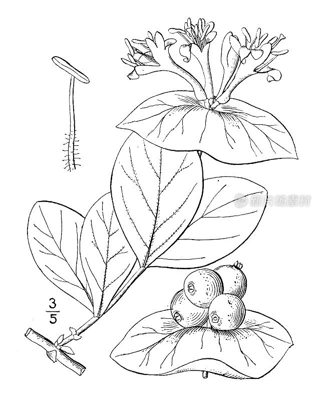 古董植物学植物插图:金银花、道格拉斯金银花