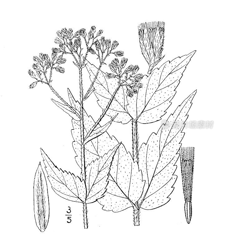 古植物学植物插图:毛泽兰、毛通草