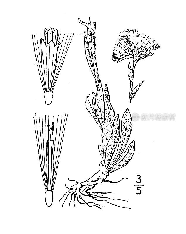 古植物学植物插图:喀尔巴阡触角，喀尔巴阡亘古