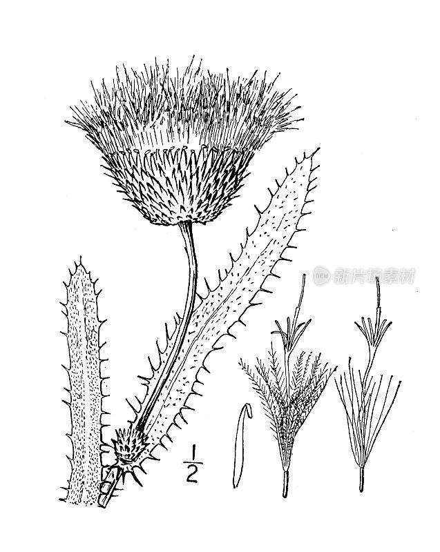 古植物学植物插图:内布拉斯加蓟