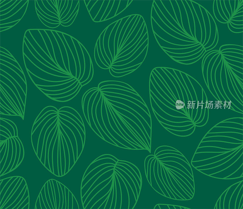 玉簪属草本植物叶子的模式。装饰艺术绿色装饰背景。室内装饰设计。