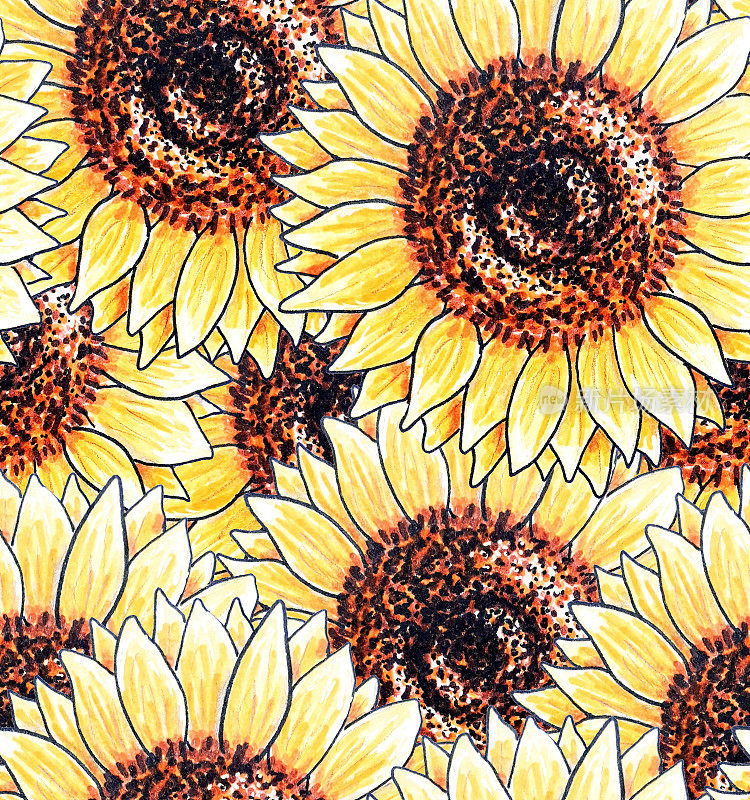 向日葵无缝图案，手绘用马克笔，鲜艳的黄色花朵，盛开的野花