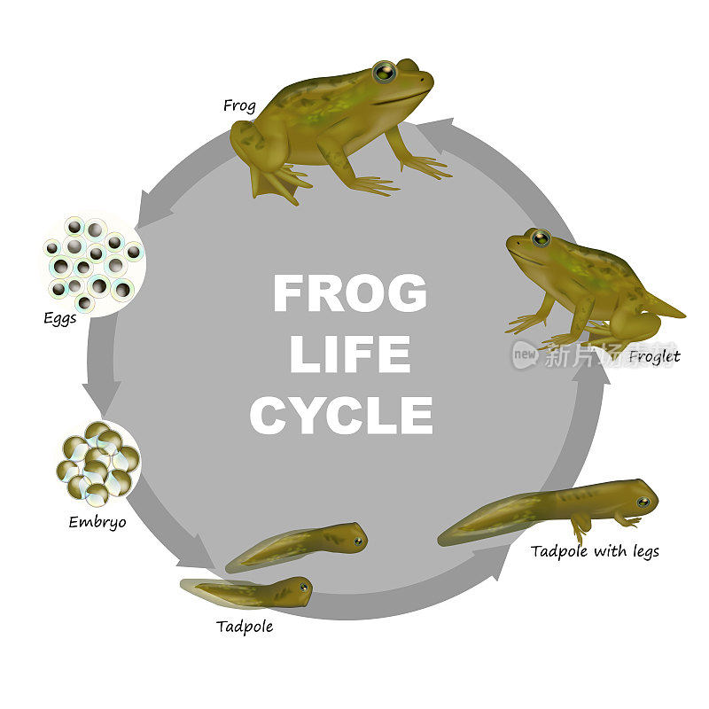 青蛙的生命周期。小青蛙，青蛙，蝌蚪，胚胎，卵。