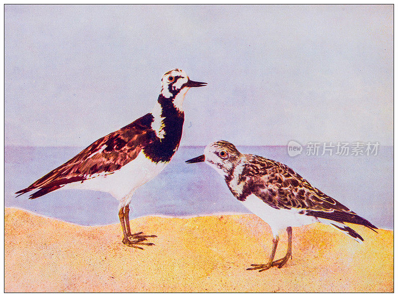 古董鸟类彩色图像:Turnstone