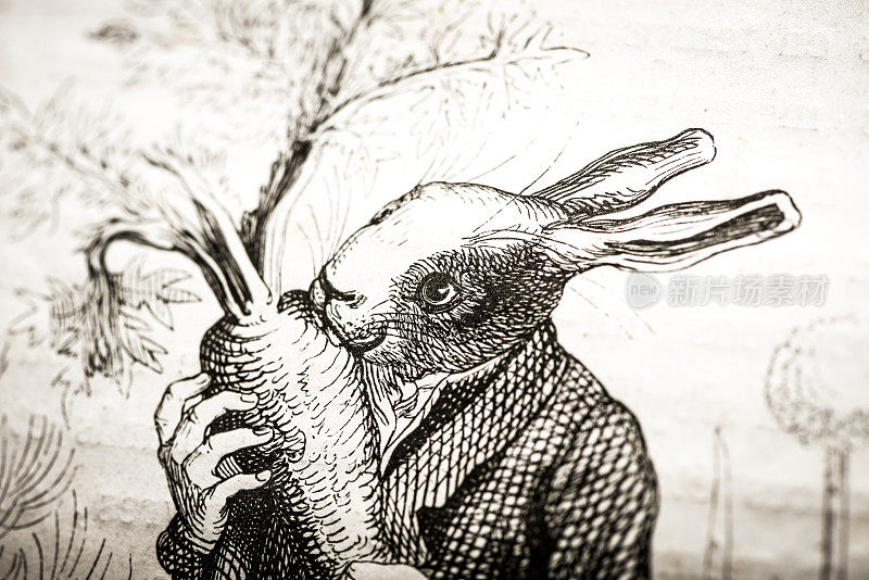 人性化的动物插图:兔子吃胡萝卜