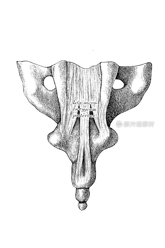 骶骨和尾骨之间的韧带
