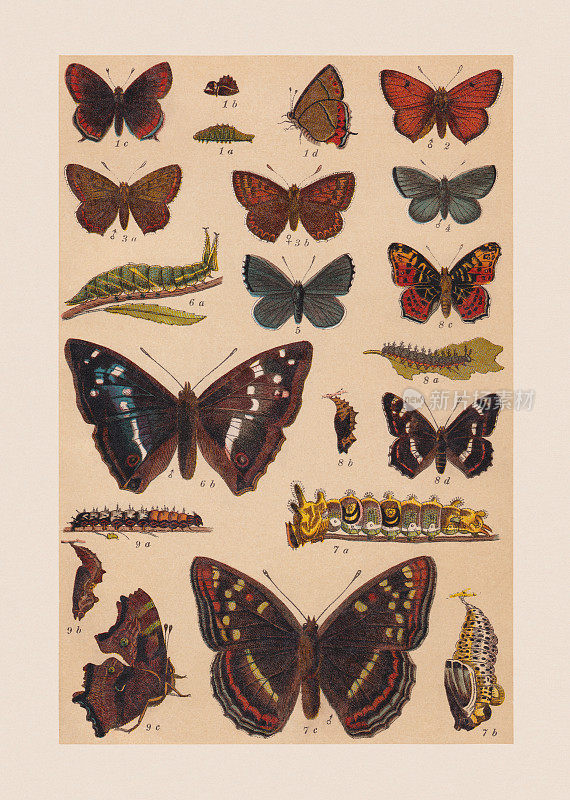 各种蝴蝶(蛱蝶科，蛱蝶科)，彩色写真，1892年出版