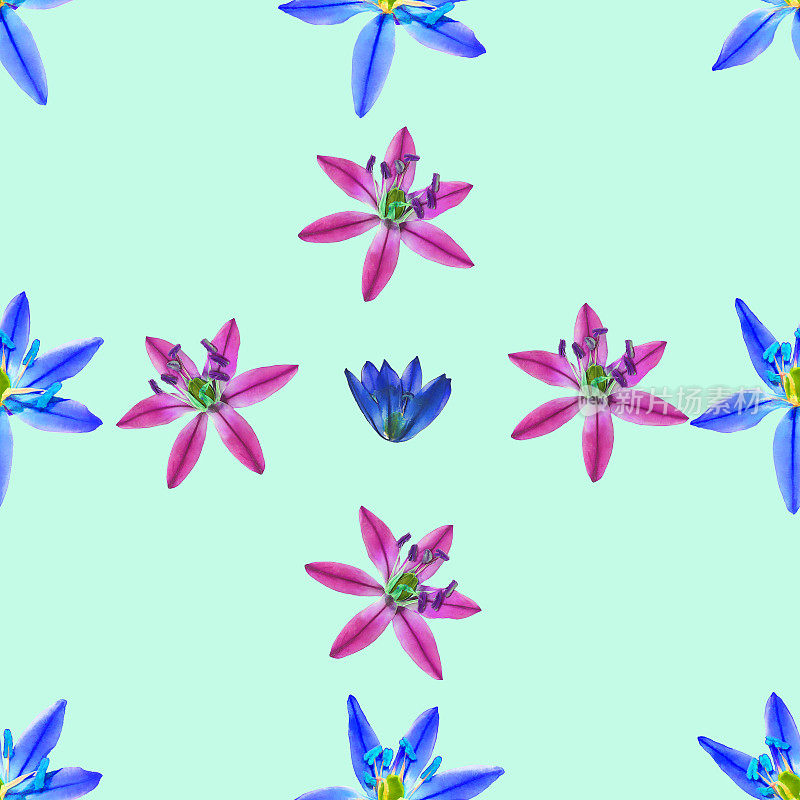 斯库拉,蓝铃报春花。花型纹理无缝。花背景，照片拼贴