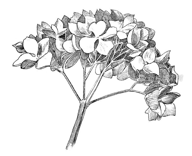 19世纪的花卉雕刻