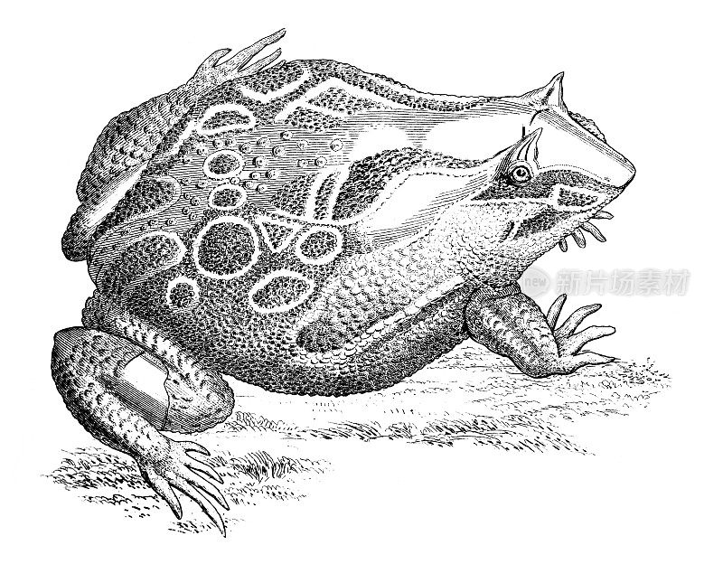 19世纪的角蛙雕刻