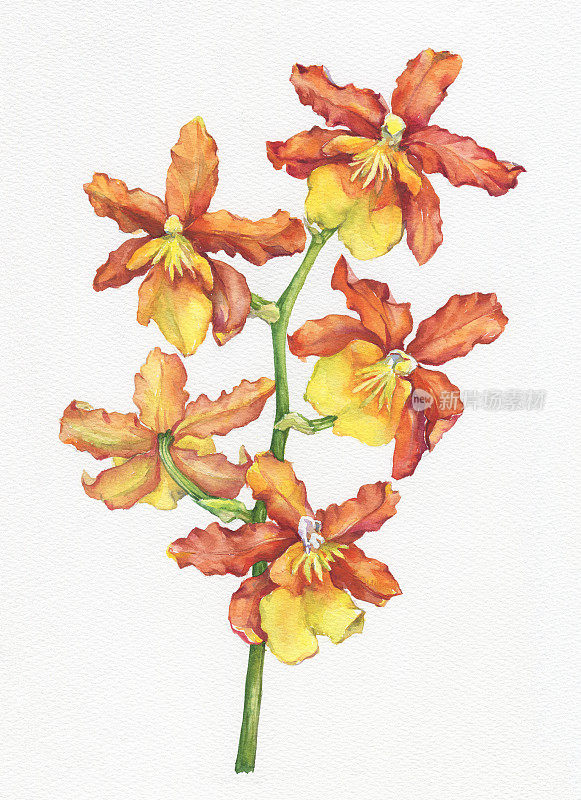开花的热带橙色花兰(蝴蝶兰，石斛兰)的一枝。花卉艺术。近距离杂交兰花。手绘水彩画插图。背景——水彩画纸。