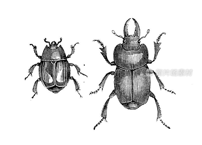 古董动物插图:海斯特，小丑甲虫