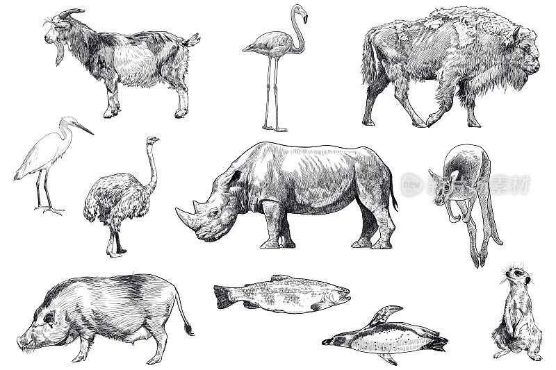 动物图画:山羊，火烈鸟，野牛，白鹭，鸵鸟，犀牛，袋鼠，猪，鳟鱼，企鹅，猫鼬