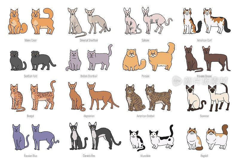 流行的猫品种的脸和轮廓。矢量集轮廓草图孤立插图。