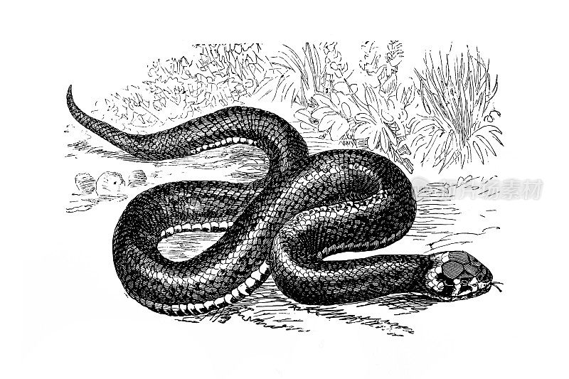 常见的环蛇或草蛇的古老插图