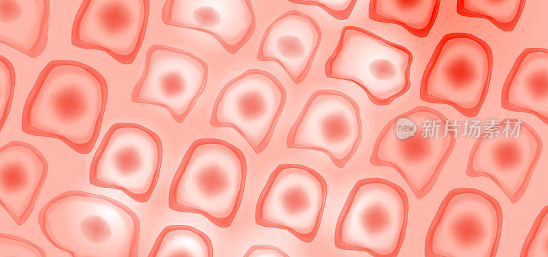 人体组织，放大的皮肤细胞，在显微镜下
