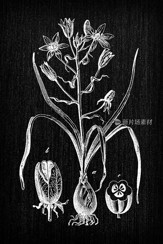 植物学植物古董雕刻插画:伞形花鸟(伯利恒花园之星、草百合、午间小睡、十一点女郎)