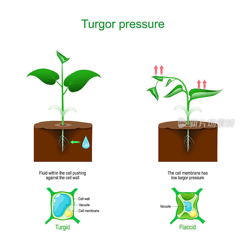 膨压。植物细胞渗透