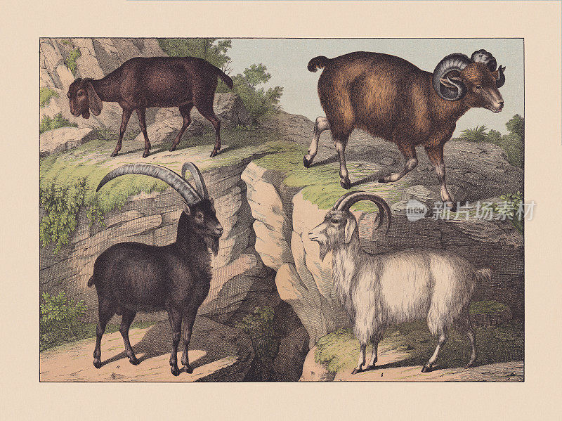 《反刍动物》，手绘彩色石版，1869年出版