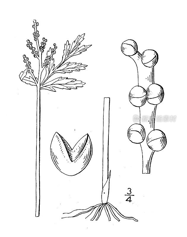 古植物学植物插图:蓝孢草，蓝叶葡萄蕨