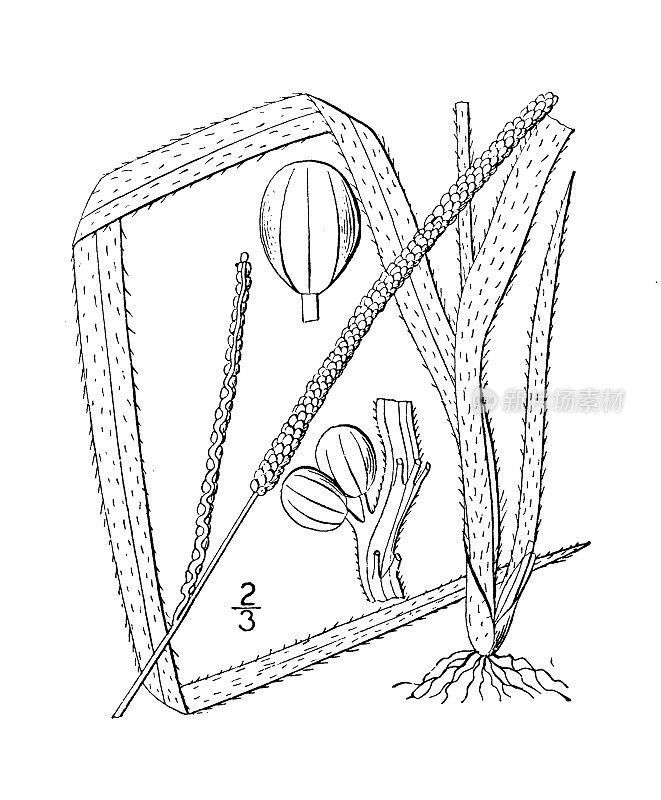 古植物学植物插图:雀稗、雀稗纤毛虫叶