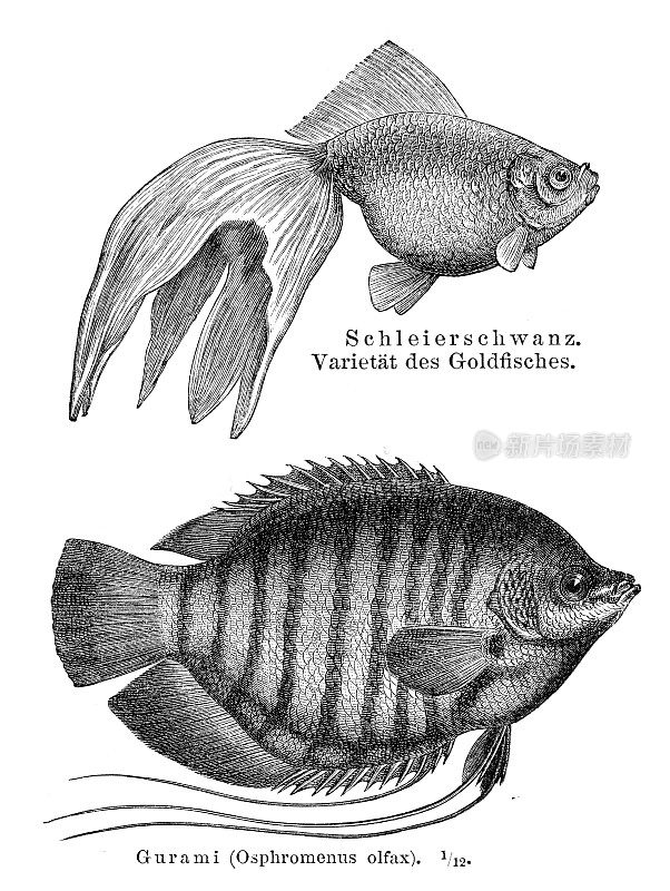 金鱼和丝足鱼雕刻1897年