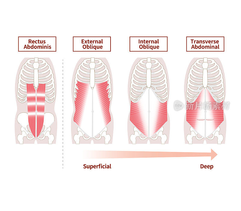 腹肌群位置结构及重叠示意图