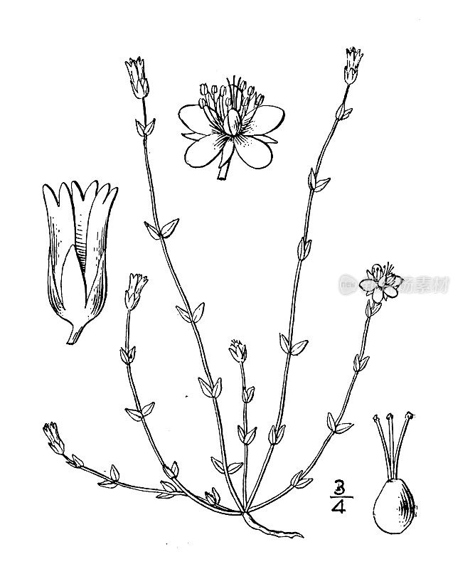古植物学植物插图:沙丸、流苏沙丸
