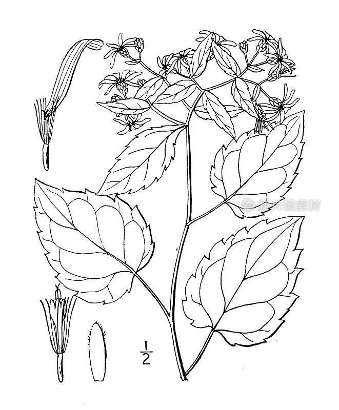 古植物学植物插图:紫菀、深红色圆盘紫菀