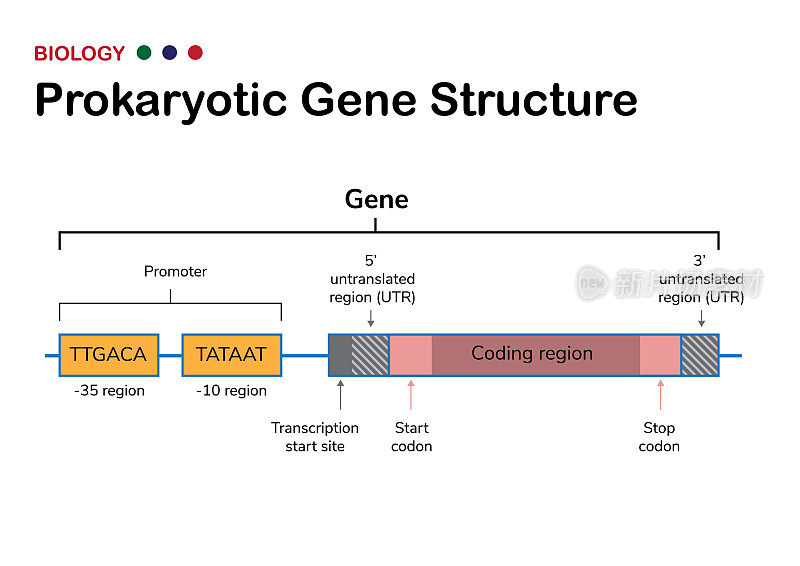 生物原理图显示了原核微生物的基因结构，包括启动子、启动子、停止密码子和功能基因