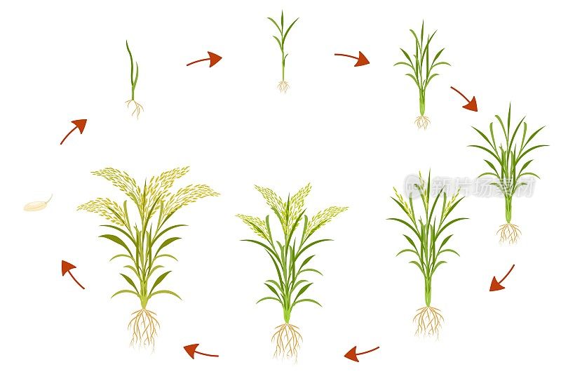水稻的生长周期是循环的。谷物植物生长信息图。