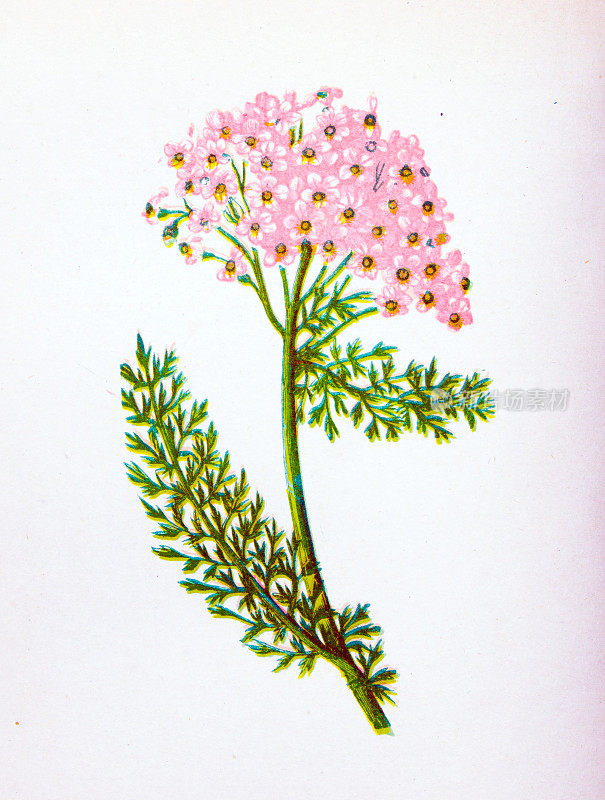 野生花卉的古董植物学插图:普通蓍草，百叶草，千叶草