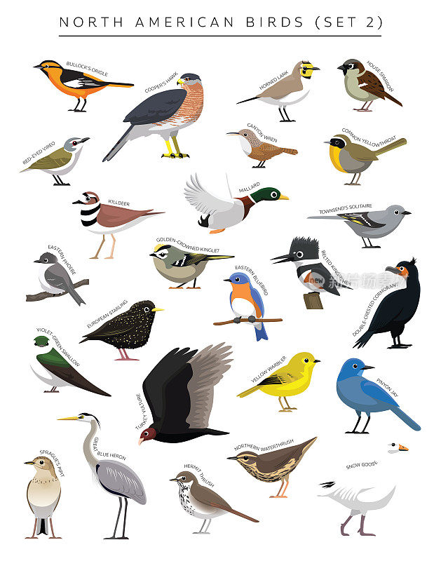 北美鸟类集卡通矢量字符2