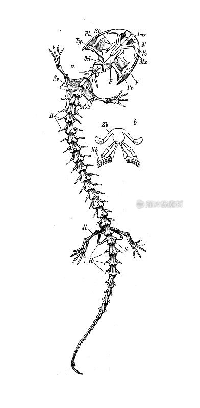 古代生物动物学图像:阿勒加尼蜂