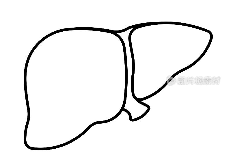 人体解剖器官符号矢量插图的黑线肝脏图标