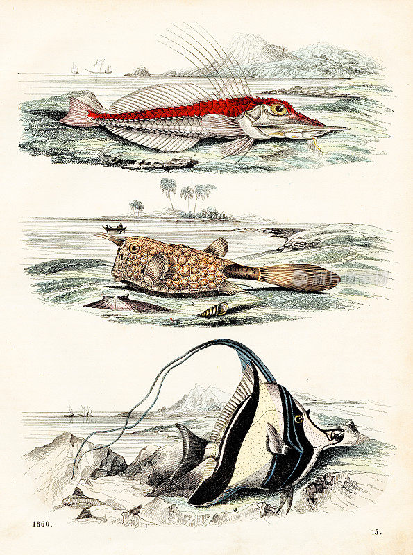 鱼类彩色写真1860