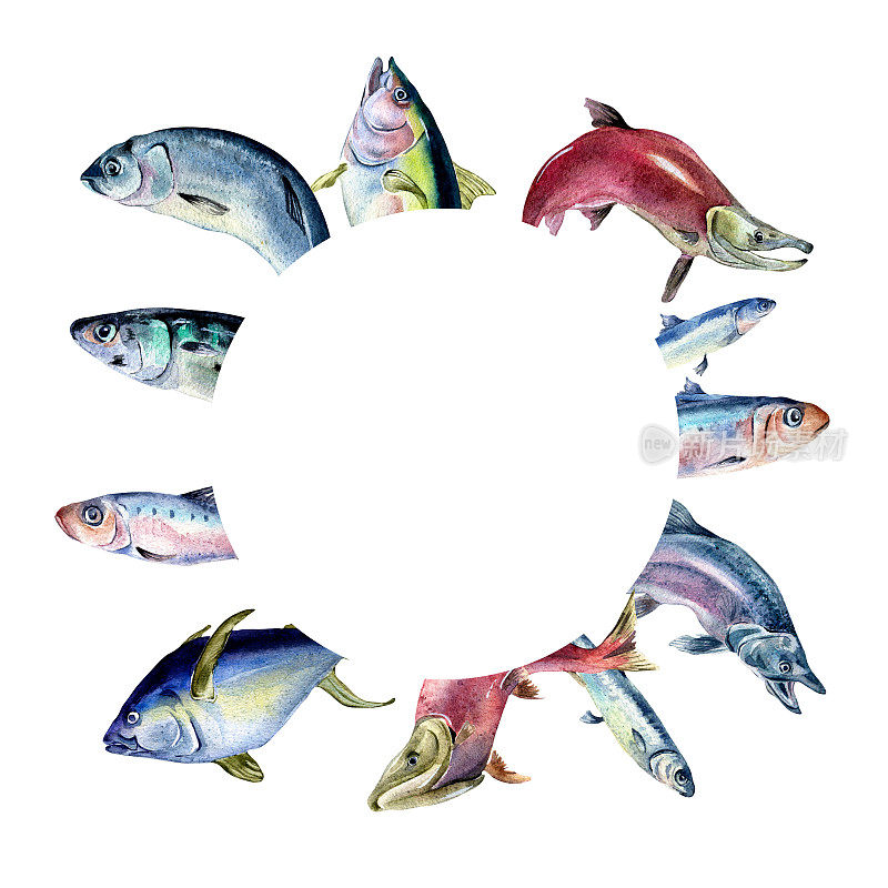 框架的各种新鲜的海鱼水彩插图孤立的白色。野生鱼类，金枪鱼，鲑鱼，鲱鱼，凤尾鱼手绘。食谱、招牌、菜单、市场、包装的设计元素