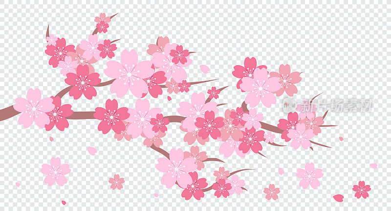 樱花枝。樱花枝。樱花开满了粉红色的樱花。粉红色的樱花背景。落的花瓣。矢量图