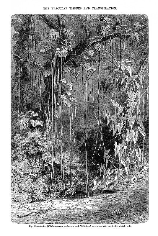 《植物自然史》，维多利亚植物插图，1897年