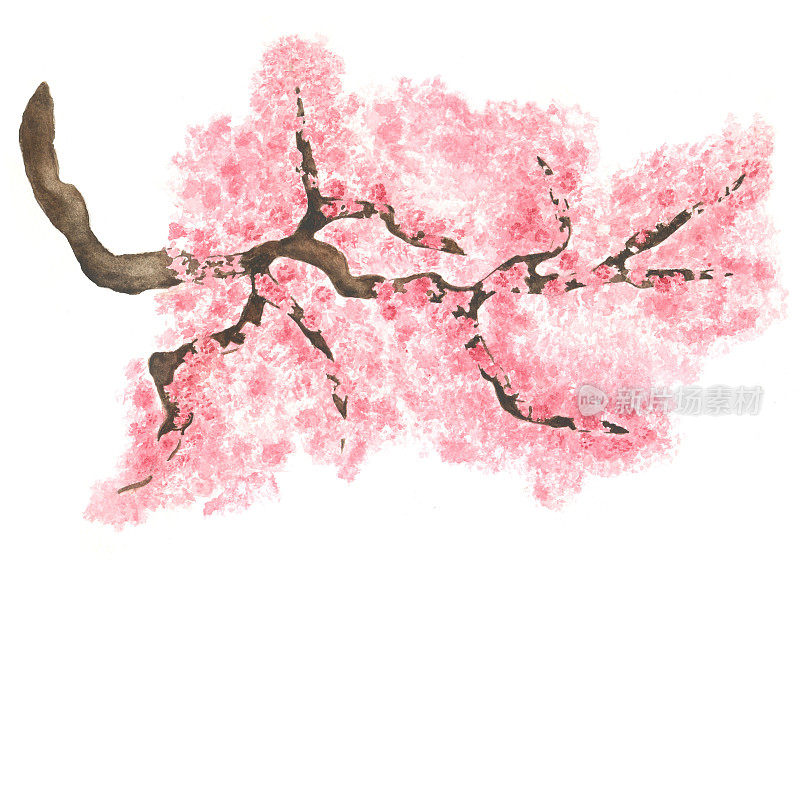 水彩画素描樱花枝头绽放，樱花树上满是鲜花