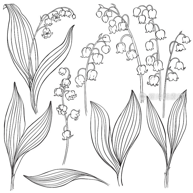 铃兰。矢量插图，孤立的花卉元素的设计。轮廓单色插图孤立在白色背景。