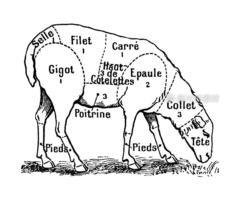 羔羊肉块(单独在白色上)