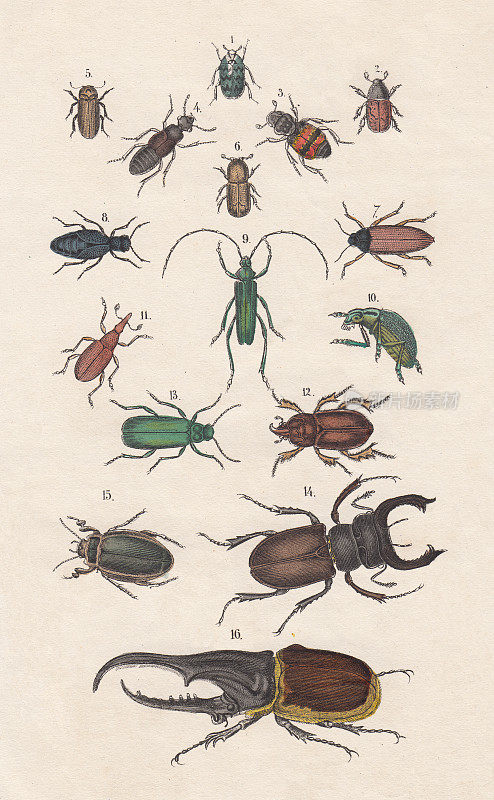 《甲壳虫》，手工彩绘，出版于1880年