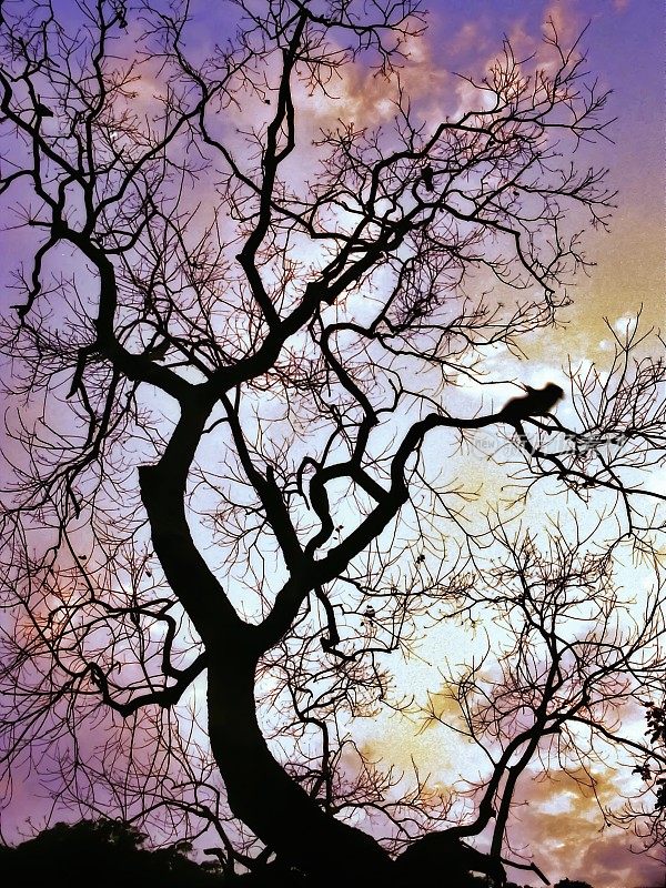 黄昏的树枝