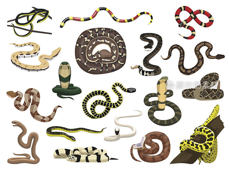 各种蛇姿态矢量插图
