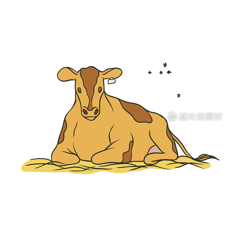 矢量素描彩色孤立插图农场动物。一只耳朵上带着标签的小红斑牛躺在干草上啃着青草，围着它飞来飞去。牛奶和牛肉的生产。
