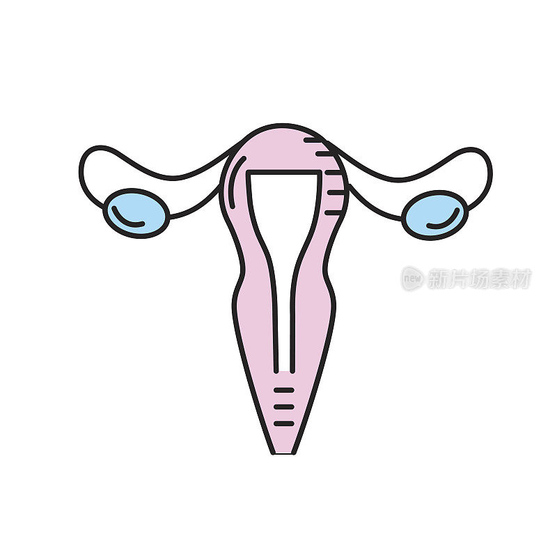 子宫输卵管解剖女性