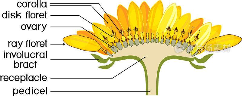 向日葵花的横截面结构。花头或假花冠图。向日葵的部分带标题
