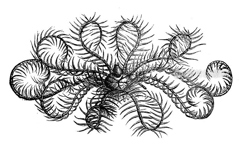 古植物学插图:酒糟鼻Antedon